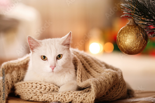 Fotografie, Obraz Cute white cat with scarf in room decorated for Christmas