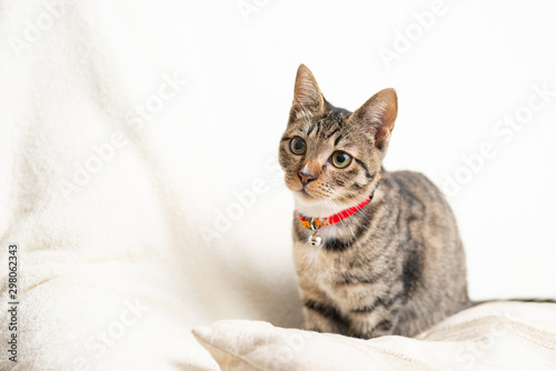Foto かわいい猫