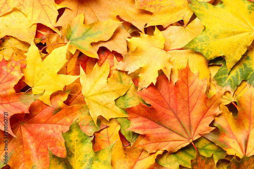 Colorful autumn leaves as background  top view
