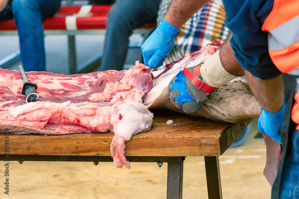 Butcher in Slaughtering process and traditional production of iberian pig and extract different the parts of Iberian pig in 2019 iberian ham fair of Aracena