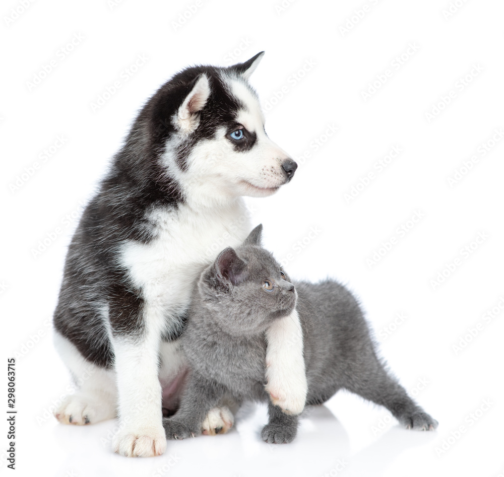 Siberian Husky puppy embracing british kitten and looking away together. isolated on white background