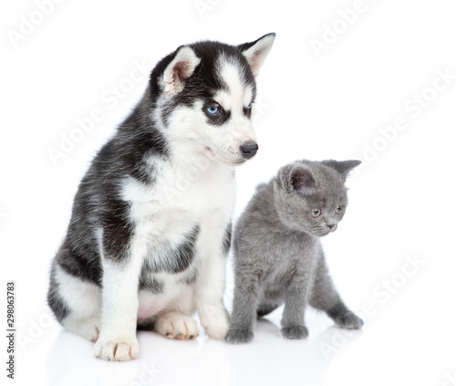 Fototapeta Naklejka Na Ścianę i Meble -  Siberian Husky puppy and british kitten looking away together. isolated on white background