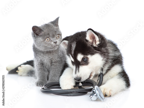 Siberian Husky puppy with stethoscope on his neck lies with a british kitten. isolated on white background