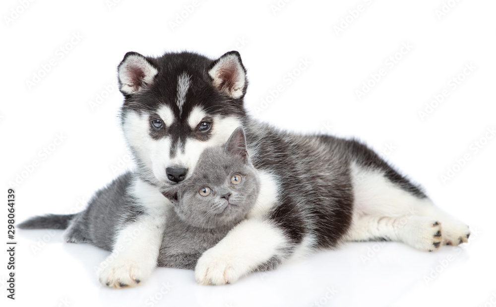 Siberian Husky puppy hugging british kitten and looking at camera together. isolated on white background