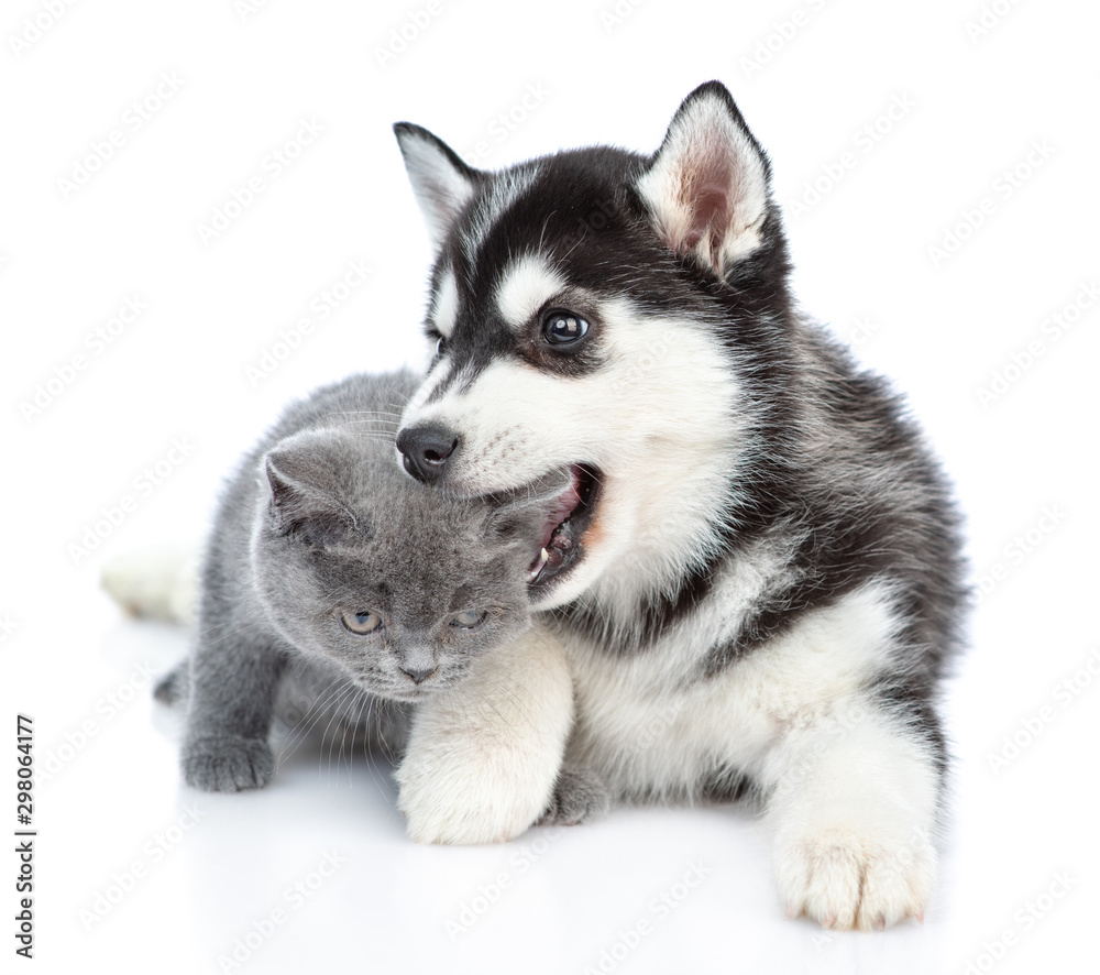 Playful Siberian Husky puppy bites a kitten’s ear. isolated on white background