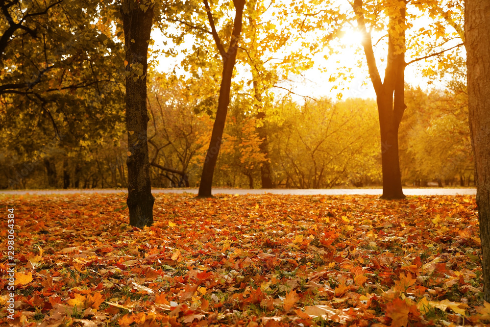 Beautiful trees with bright leaves in park. Autumn season Beautiful trees with bright leaves in park. Autumn season
