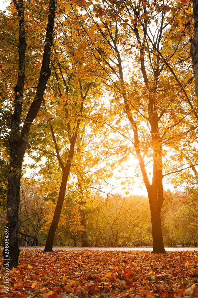 Beautiful trees with bright leaves in park. Autumn season