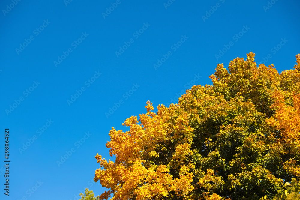 Fototapeta premium Beautiful tree with bright leaves and blue sky, bottom view. Autumn season