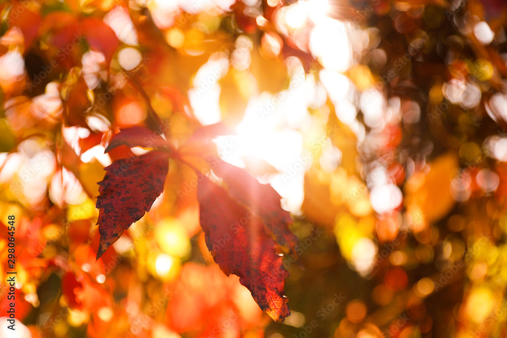 Tree branch with sunlit bright leaves in park, closeup. Autumn season Tree branch with sunlit bright leaves in park, closeup. Autumn season