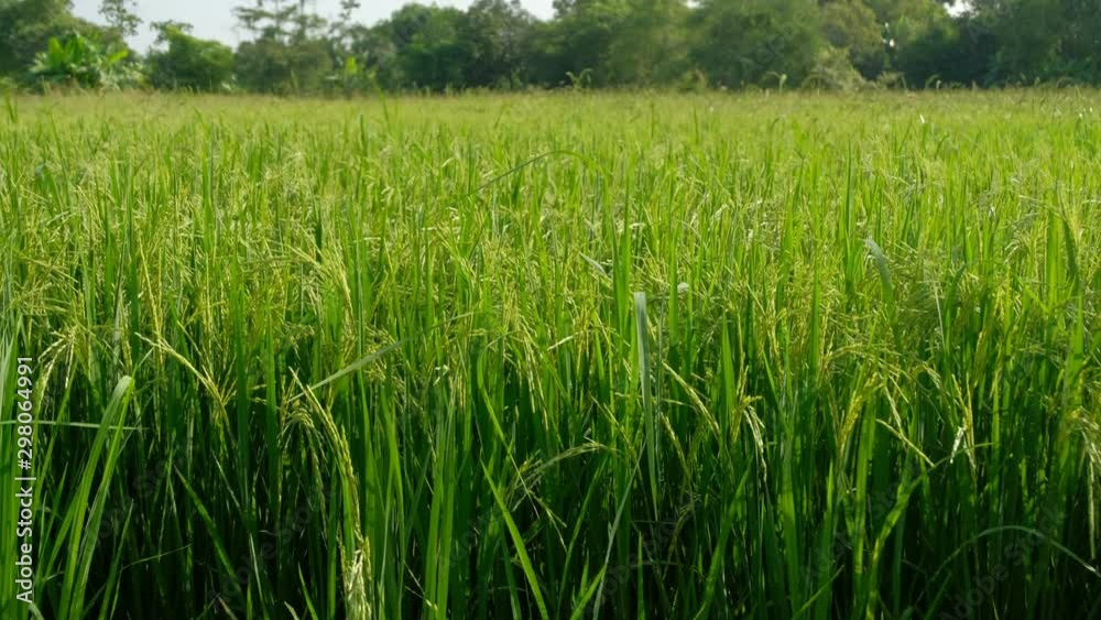 Rice green stalks swaying in the wind mountain background. rice field in thailand Rice green stalks swaying in the wind mountain background. rice field in thailand