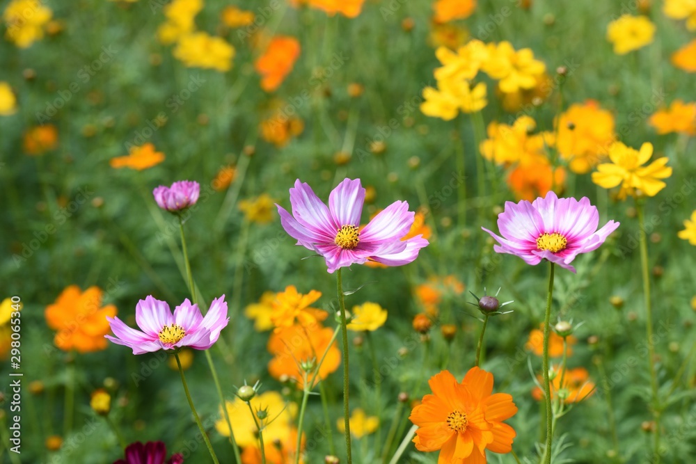 Cosmos flowers in a field garden. Selective focus view of flowers. Autumn flowers. Walkway view. Cosmos flowers in a field garden. Selective focus view of flowers. Autumn flowers. Walkway view.