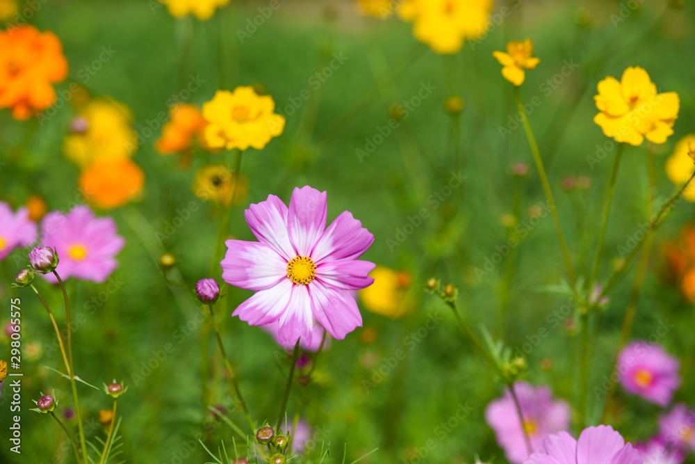 Cosmos flowers in a field garden. Selective focus view of flowers. Autumn flowers. Walkway view. Cosmos flowers in a field garden. Selective focus view of flowers. Autumn flowers. Walkway view.