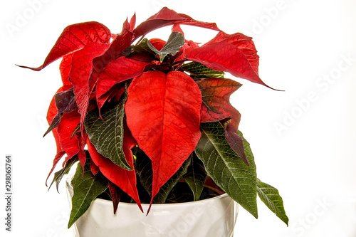 poinsettia photo