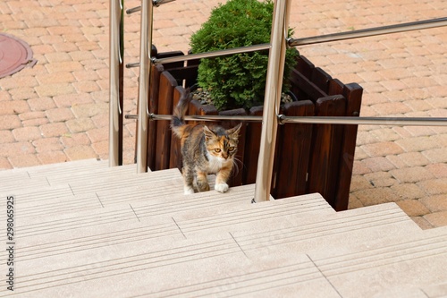 beautiful little kitten on the street