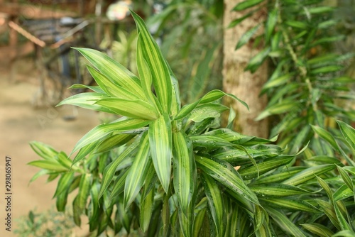 Closeup shot of ornamental plant Dracaena reflexa