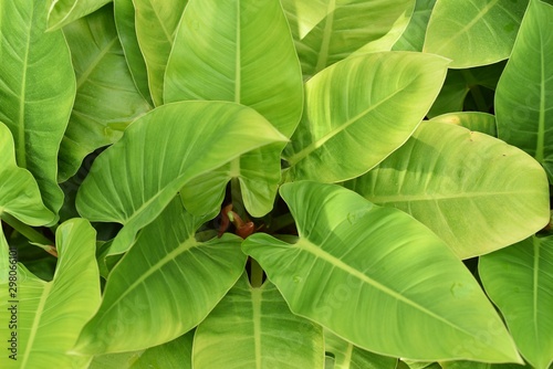 Wallpaper Mural High angle closeup shot of philodendron ‘Imperial Green' leaves. Torontodigital.ca