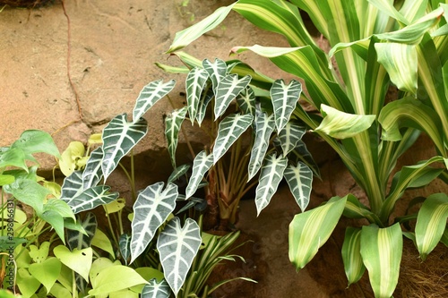 Alocasia ‘Bambino arrow’ in a garden. Plant leaves.