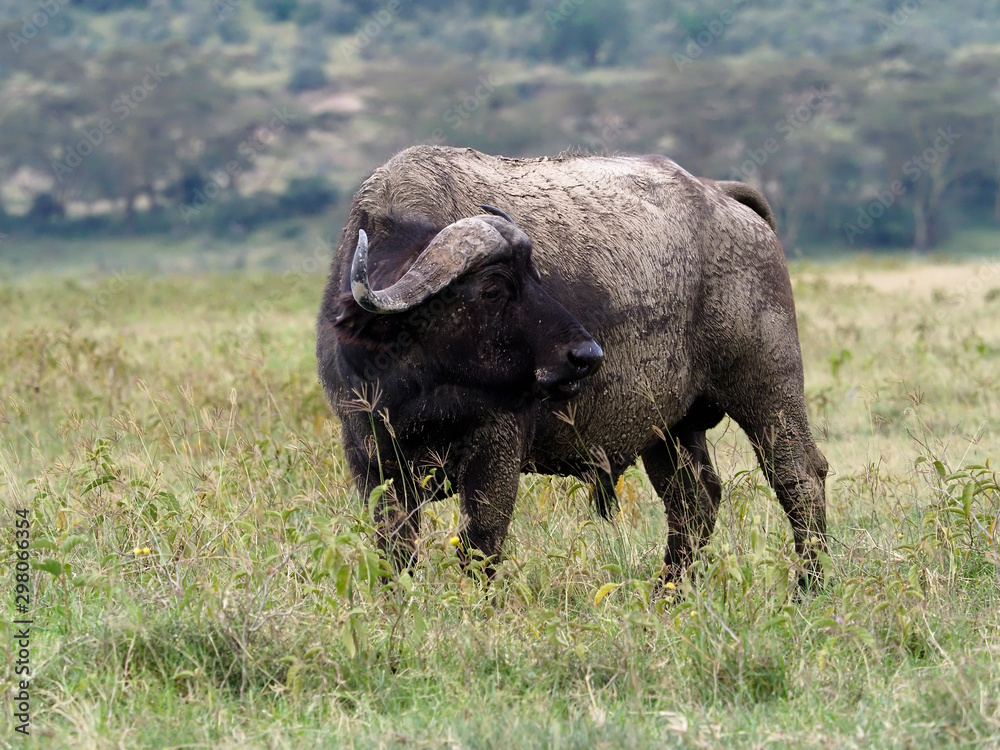 African buffalo or Cape buffalo, Syncerus caffer
