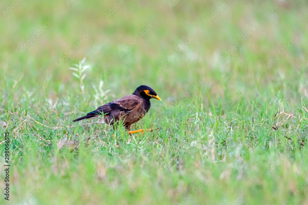 The Common Myna is brown with a black head. It has a yellow bill, legs and bare eye skin.The Common Myna is a member of the starling family and is also known as the Indian Myna or Indian Mynah. The Common Myna is brown with a black head. It has a yellow bill, legs and bare eye skin.The Common Myna is a member of the starling family and is also known as the Indian Myna or Indian Mynah.