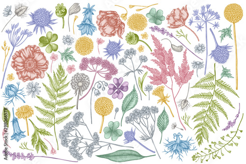 Vector set of hand drawn pastel shepherd's purse, heather, fern, wild garlic, clover, globethistle, gentiana, astilbe, craspedia, lagurus, black caraway, chamomile, dandelion, poppy flower, lily of
