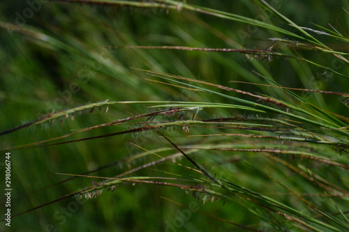 Texture of  fresh  grasses  © Kittichart