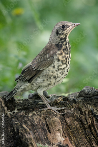 Bird on a branch