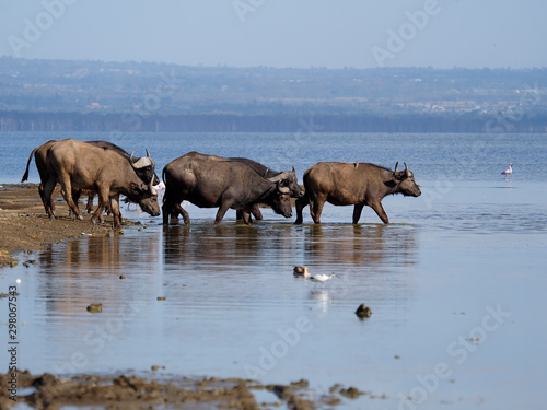 African buffalo or Cape buffalo  Syncerus caffer