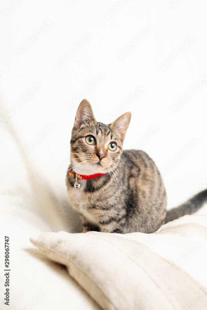 Obraz premium かわいい猫