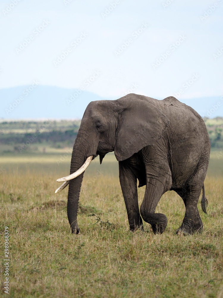 Obraz premium African elephant, Loxodonta africana