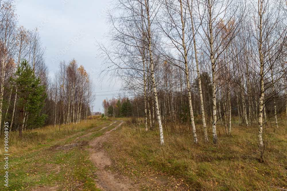 Birch trees with fallen leaves, evergreen pine, a rural dirt road with puddles. The landscape of late autumn Birch trees with fallen leaves, evergreen pine, a rural dirt road with puddles. The landscape of late autumn