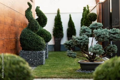 Modern garden with spiral topiary greenery.