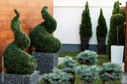 Decorative spiral topiary greenery in a garden. photo