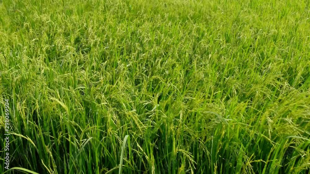 Rice green stalks swaying in the wind mountain background. rice field in thailand Rice green stalks swaying in the wind mountain background. rice field in thailand