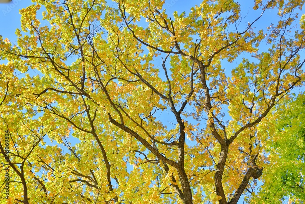 Yellow autumn tree with lush leaves on blue sky backdrop. Autumn background with tree branches silhouette with yellow leaves. Tree on blue sky. Yellow gold autumn tree. Yellow autumn tree with lush leaves on blue sky backdrop. Autumn background with tree branches silhouette with yellow leaves. Tree on blue sky. Yellow gold autumn tree.