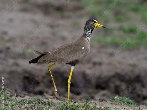 African wattled plover, Vanellus senegallus,