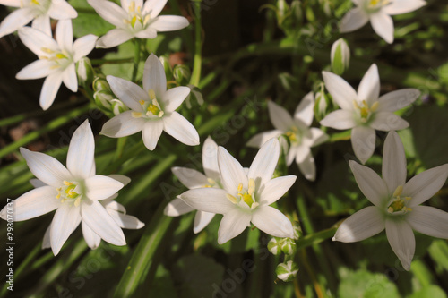 closeup of white flowers in spring