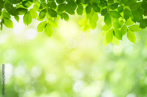Green leaf background with beautiful bokeh under sunlight with copy space. Natural and freshness concept.