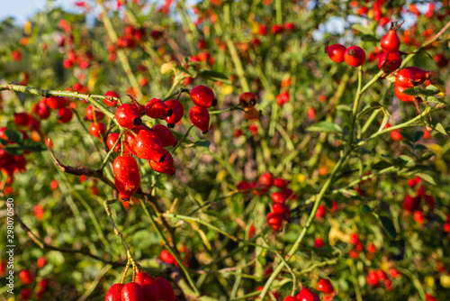 Wet Rosehips, Rosehips in autumn light, colorful, autumn