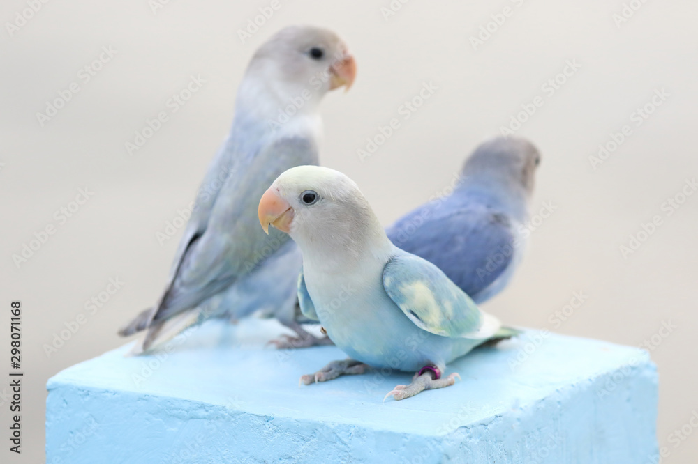 Fototapeta premium Beautiful lovebird parrots, Cute animal