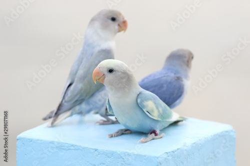 Beautiful lovebird parrots, Cute animal © Passakorn
