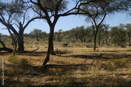 Afrikanische Landschaft