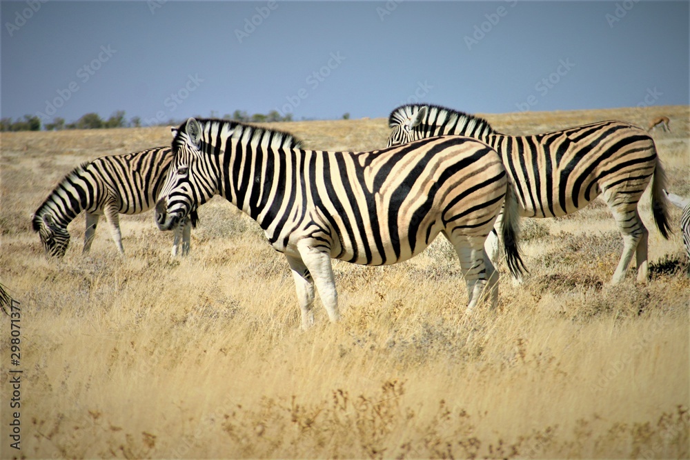 Obraz premium Zebras