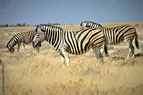 Zebras