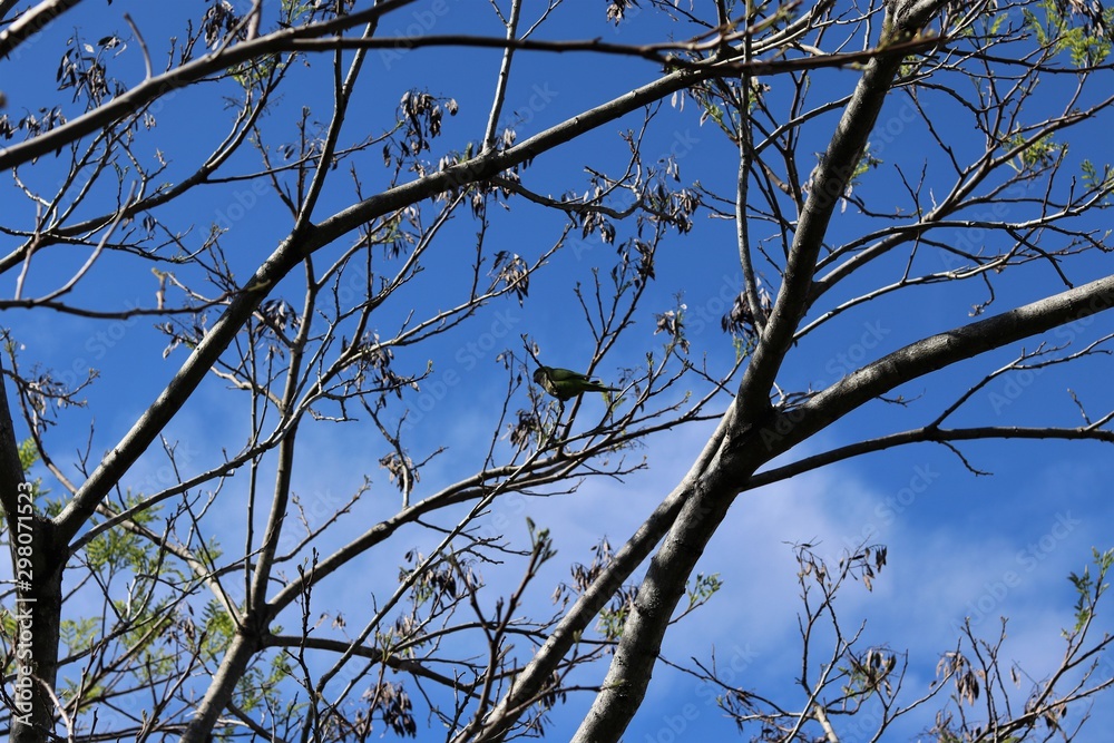 Tree Branches contrasting with the blue sky. Tree Branches contrasting with the blue sky.