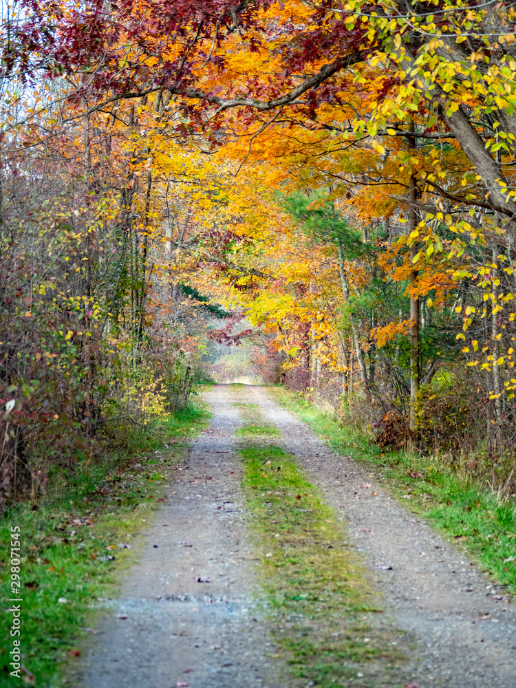 autumn drive down path