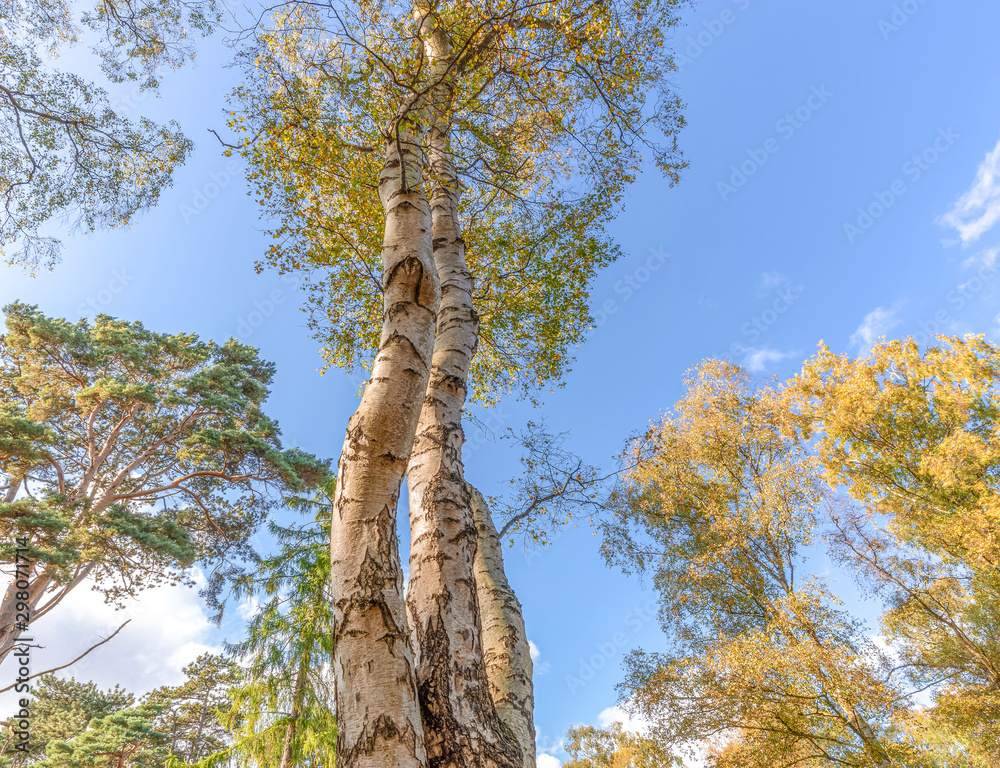 Fototapeta premium Low angle of a silver birch tree.