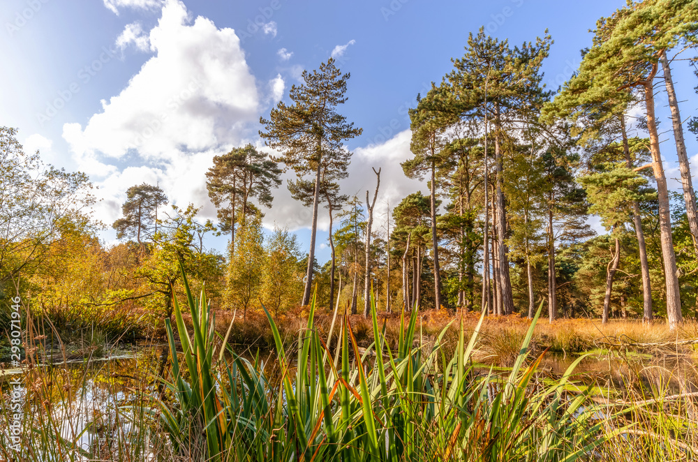 Fototapeta premium Trees beside a pond.