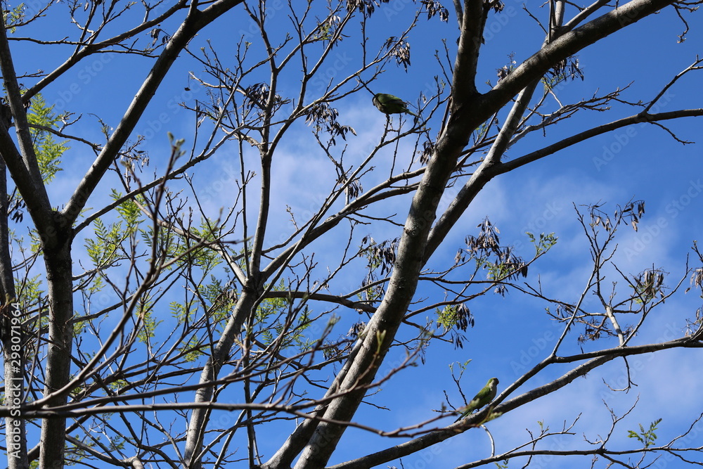 Tree Branches contrasting with the blue sky. Tree Branches contrasting with the blue sky.