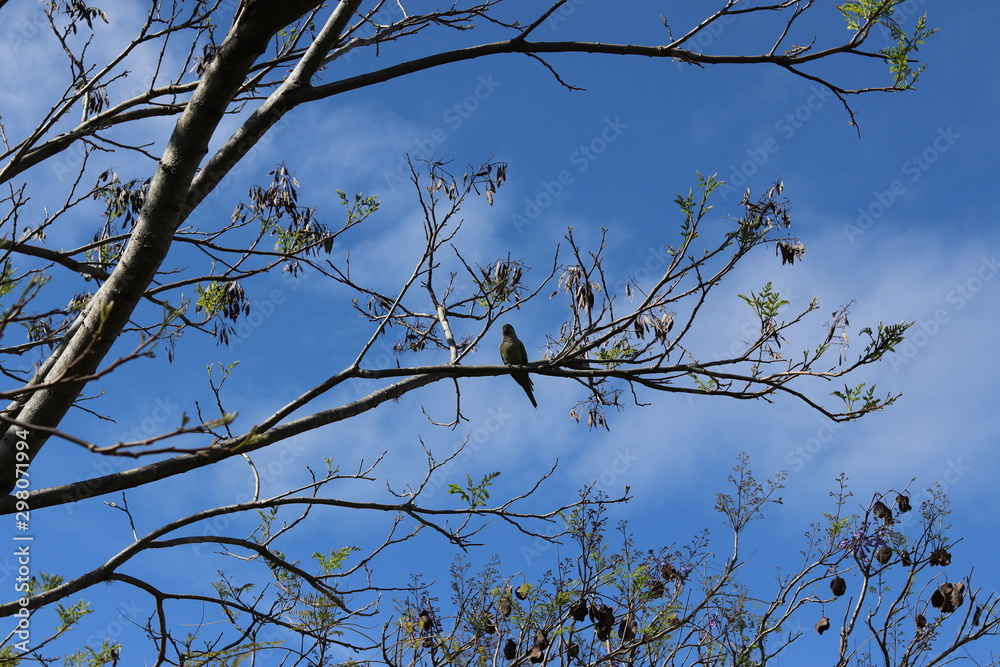 Obraz premium Tree Branches contrasting with the blue sky.