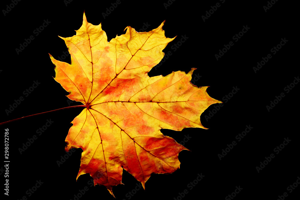 Fototapeta premium Colorful leaf over black background. Abstract nature background. Autumn background. 